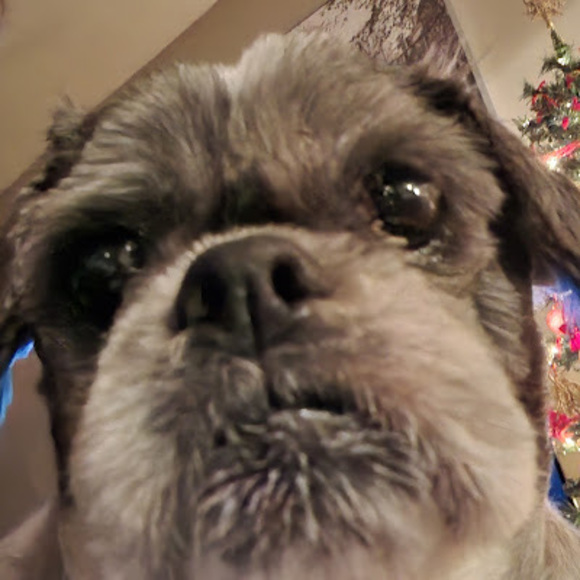 Meet your Posher, Michael - Picture 1 of 1